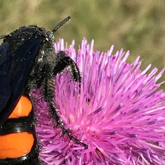 Pygodasis ephippium ephippium