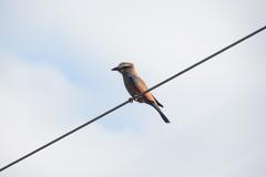 Coracias naevius mosambicus