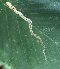 Stigmella lemniscella