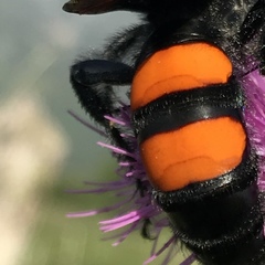 Pygodasis ephippium ephippium