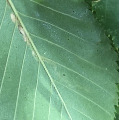 Stigmella lemniscella