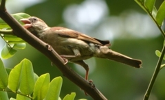 Passer domesticus