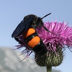 Pygodasis ephippium ephippium