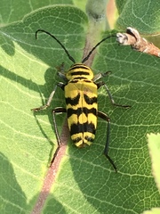 Megacyllene decora