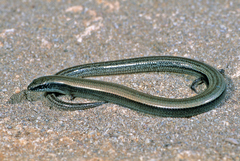 Chalcides mauritanicus
