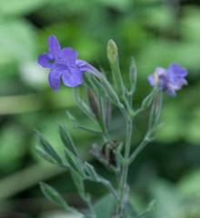 Ruellia occidentalis