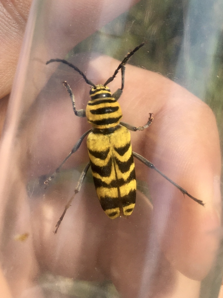 Megacyllene decora