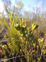 Diosma oppositifolia