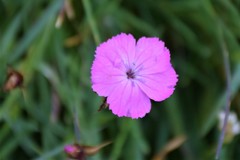 Dianthus glacialis