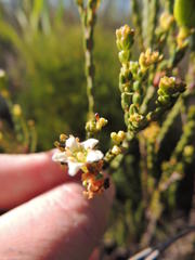 Diosma oppositifolia