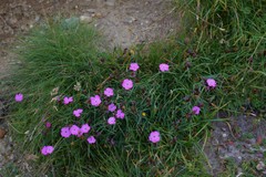 Dianthus glacialis