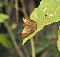 Netrocoryne repanda