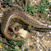 Chalcides ocellatus ocellatus - Photo (c) Roberto Sindaco, some rights reserved (CC BY-NC-SA), uploaded by Roberto Sindaco