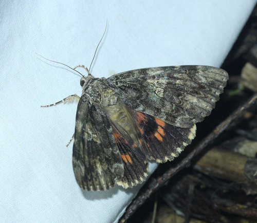 Ilia underwing