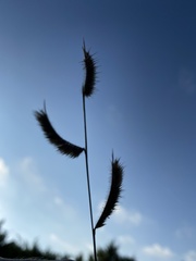 Bouteloua pectinata