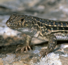 Acanthodactylus erythrurus