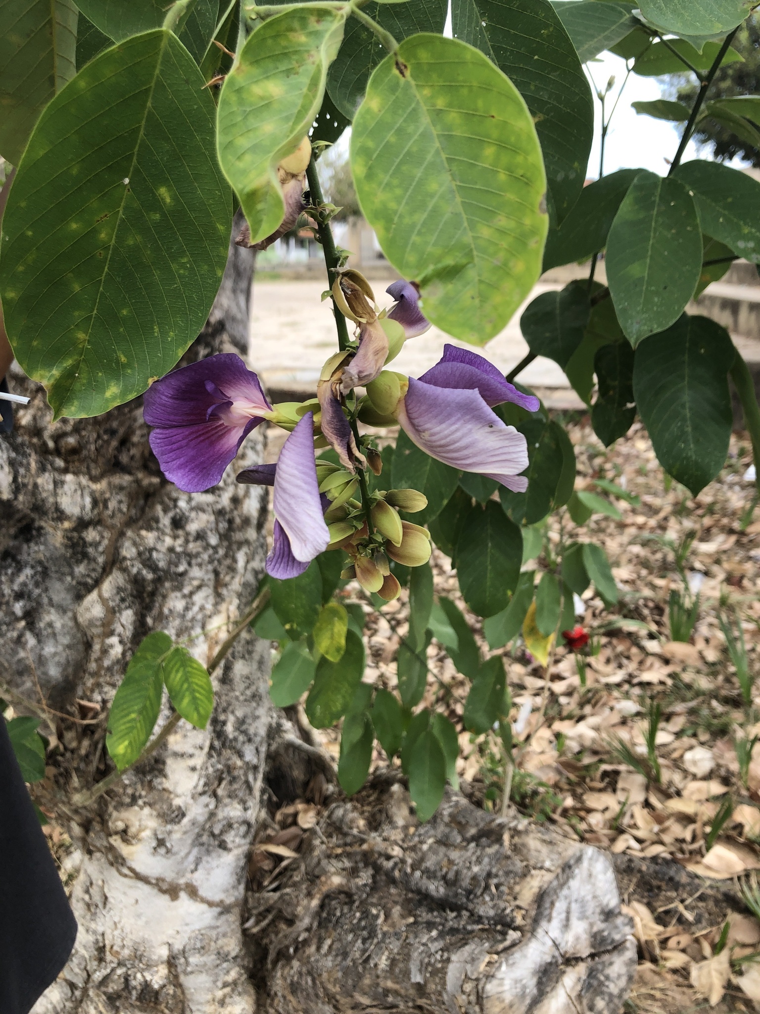 Clitoria fairchildiana