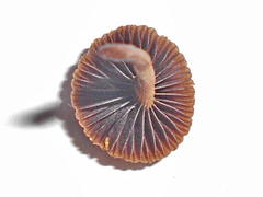 Protostropharia semiglobata image