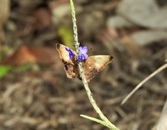 Netrocoryne repanda