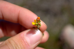 Aspalathus juniperina juniperina