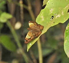Netrocoryne repanda