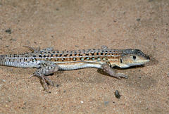 Acanthodactylus erythrurus lineomaculatus