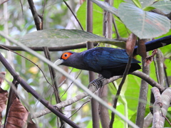 Phaenicophaeus sumatranus