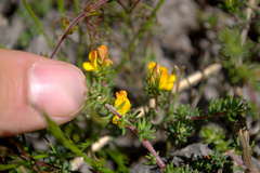 Aspalathus juniperina juniperina