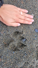 Canis lupus crassodon