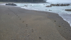 Canis lupus crassodon