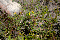 Aspalathus juniperina juniperina