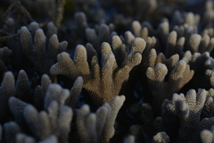 Montipora digitata