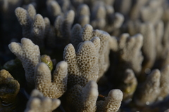 Montipora digitata