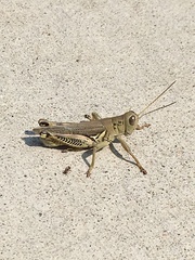 Melanoplus differentialis