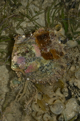 Pinctada margaritifera