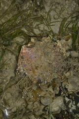 Pinctada margaritifera