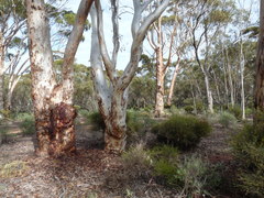 Eucalyptus salmonophloia