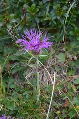 Centaurea nervosa