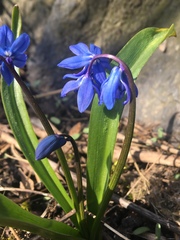 Scilla siberica