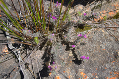 Indigofera glomerata