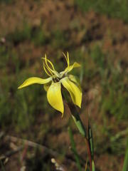 Moraea bituminosa