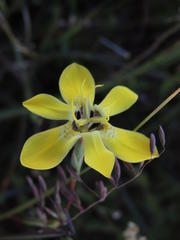 Moraea bituminosa