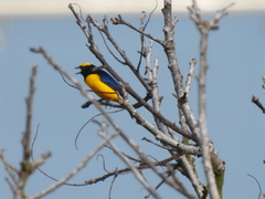 Euphonia trinitatis