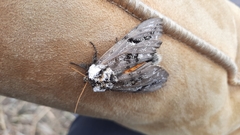 Psalidostetha banksiae