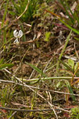 Trachyandra flexifolia