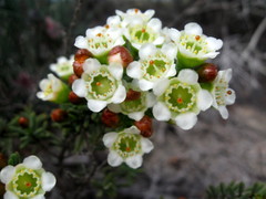 Chamelaucium