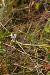 Trachyandra flexifolia
