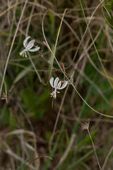 Trachyandra flexifolia