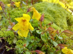 Erythranthe caespitosa