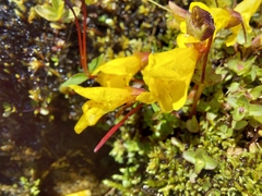 Erythranthe caespitosa